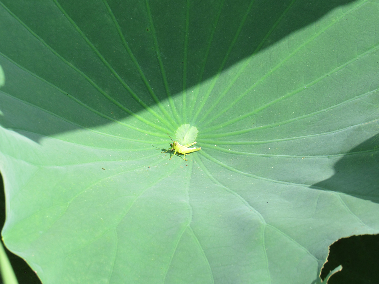イナゴ