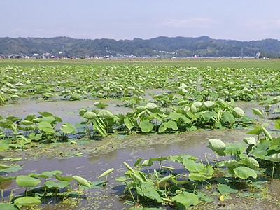 7月26日の田んぼ
