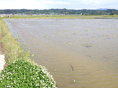 5月17日の田んぼ