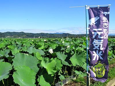 7月26日の田んぼ