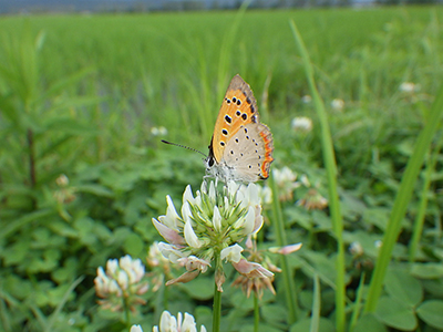 5月17日の田んぼ
