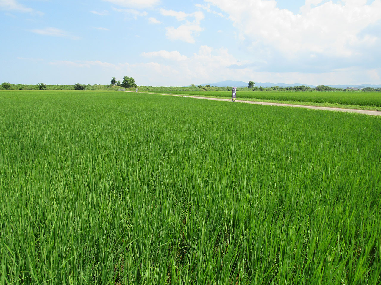 7月26日の田んぼの様子