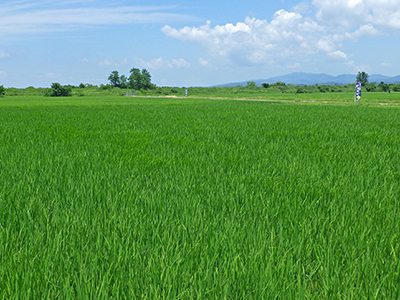 7月6日の田んぼ