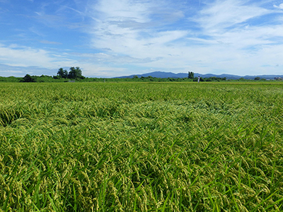 8月31日の田んぼ