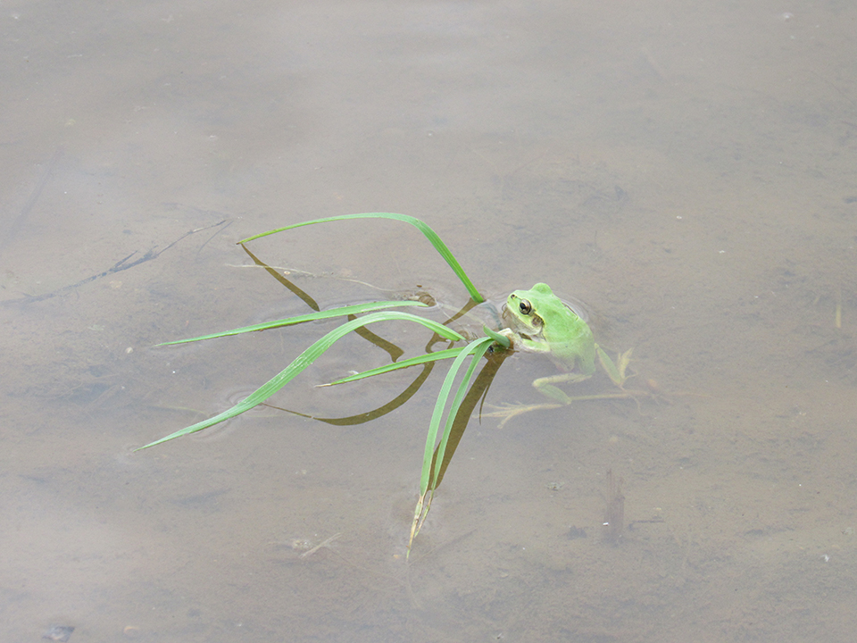 ニホンアマガエル