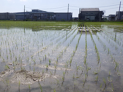 6月18日の田んぼ