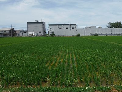 7月19日の田んぼ