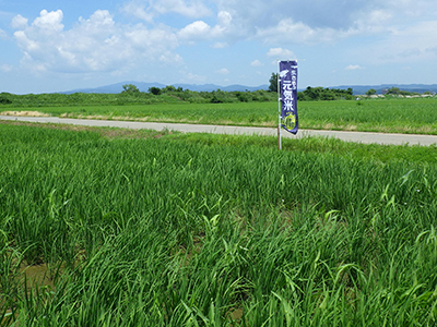 7月6日田んぼのオモダカ