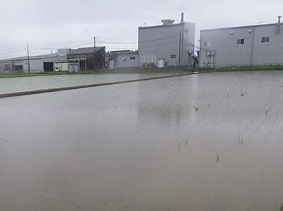 5月17日の田んぼ
