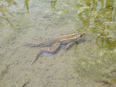 トノサマガエル
