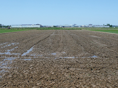 6月18日の田んぼ