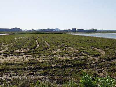 6月18日の田んぼ