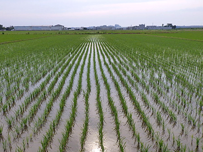 6月18日の田んぼ