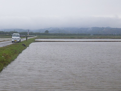 5月17日の田んぼ
