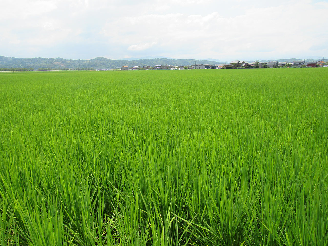 7月26日の田んぼの様子