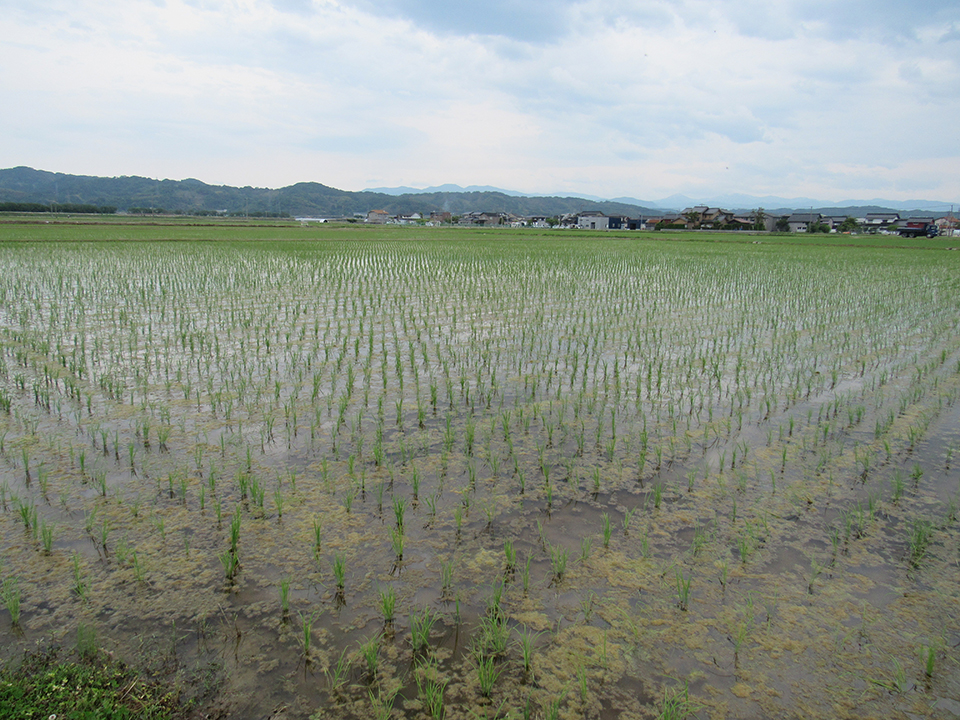 5月26日の田んぼの様子