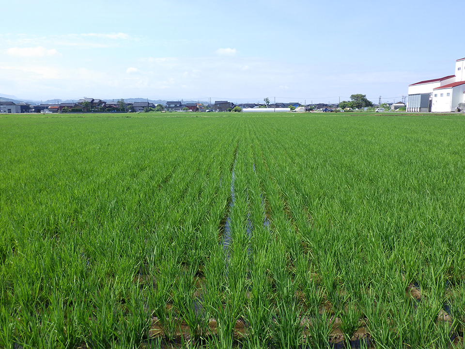 6月22日田んぼの様子