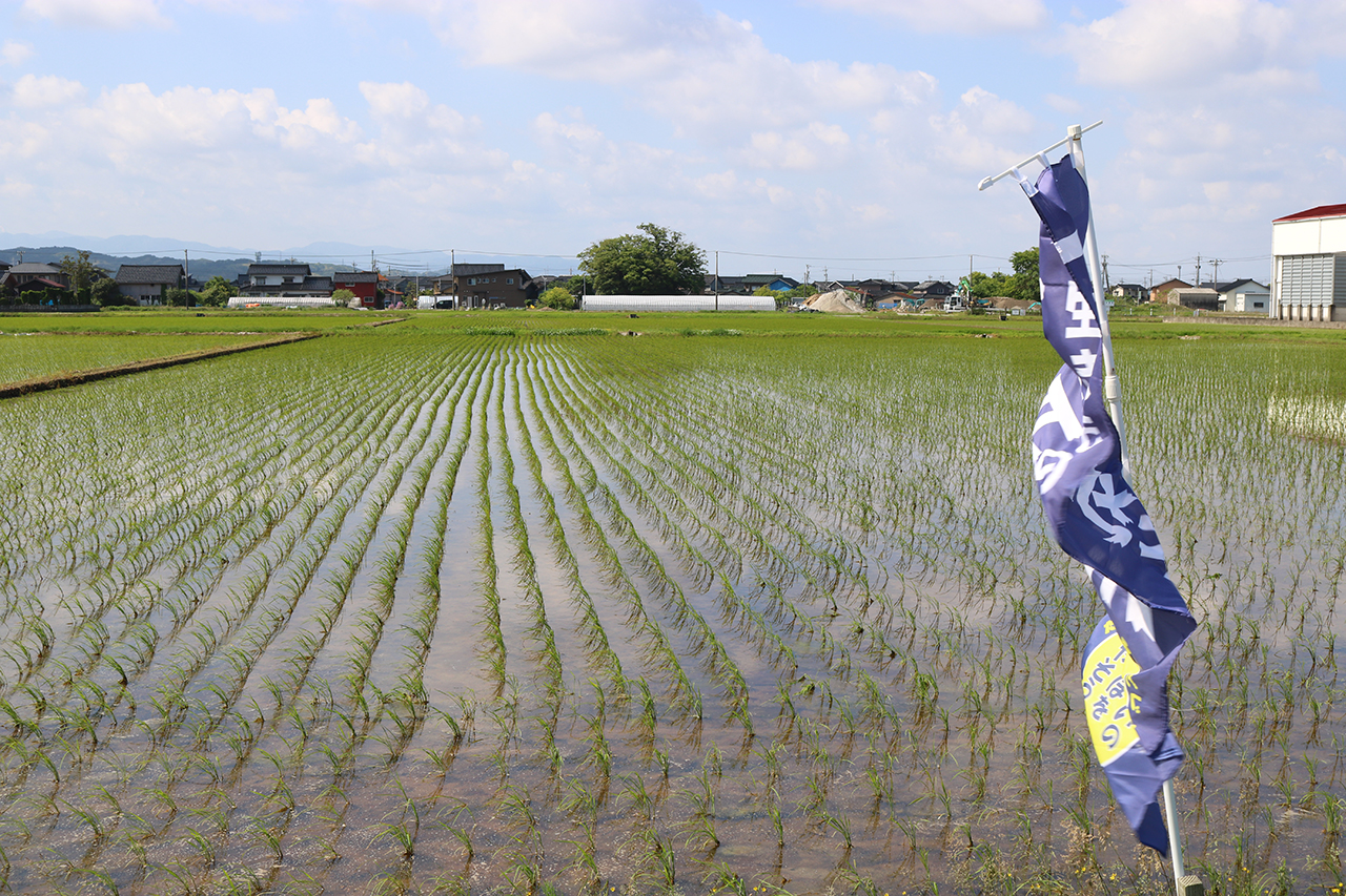 5月28日の田んぼの様子