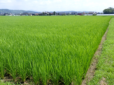 7月19日の田んぼ