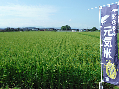 8月3日の田んぼ