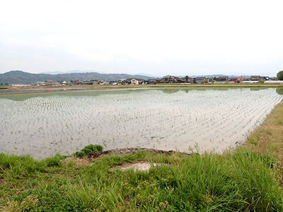綿村さんの田んぼ5月3日