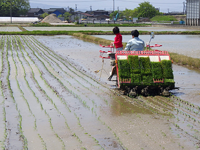 田植え（WSa63）1