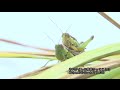 生きもの元気米紹介動画