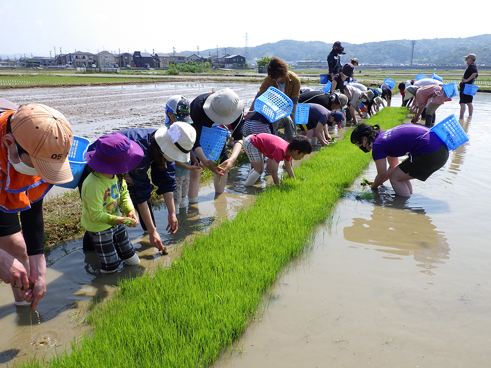田植え