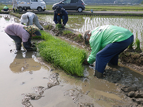田植え前の水苗代
