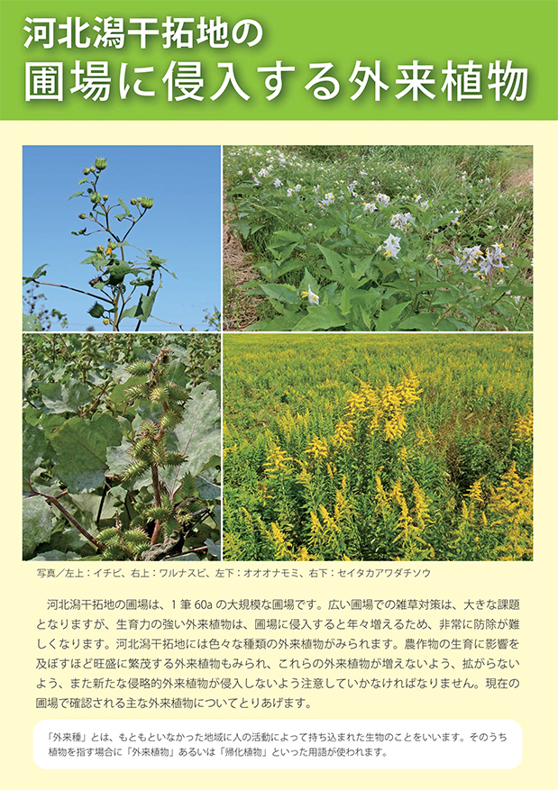 河北潟干拓地の外来植物