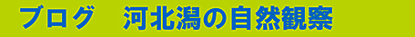 河北潟の自然観察