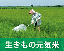 生きもの元気米の仕組み紹介