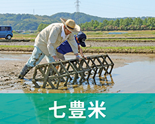 七豊米の活動紹介